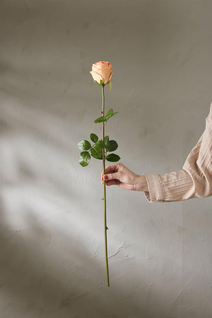 Apricot rose 75 cm