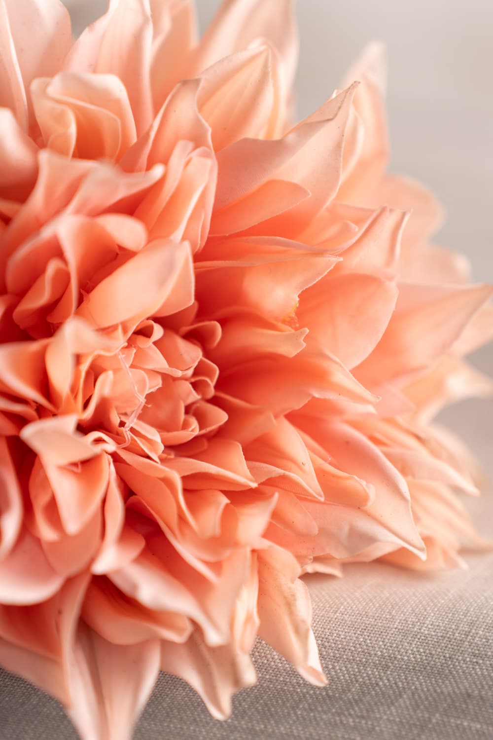 Dahlia fersken 70 cm