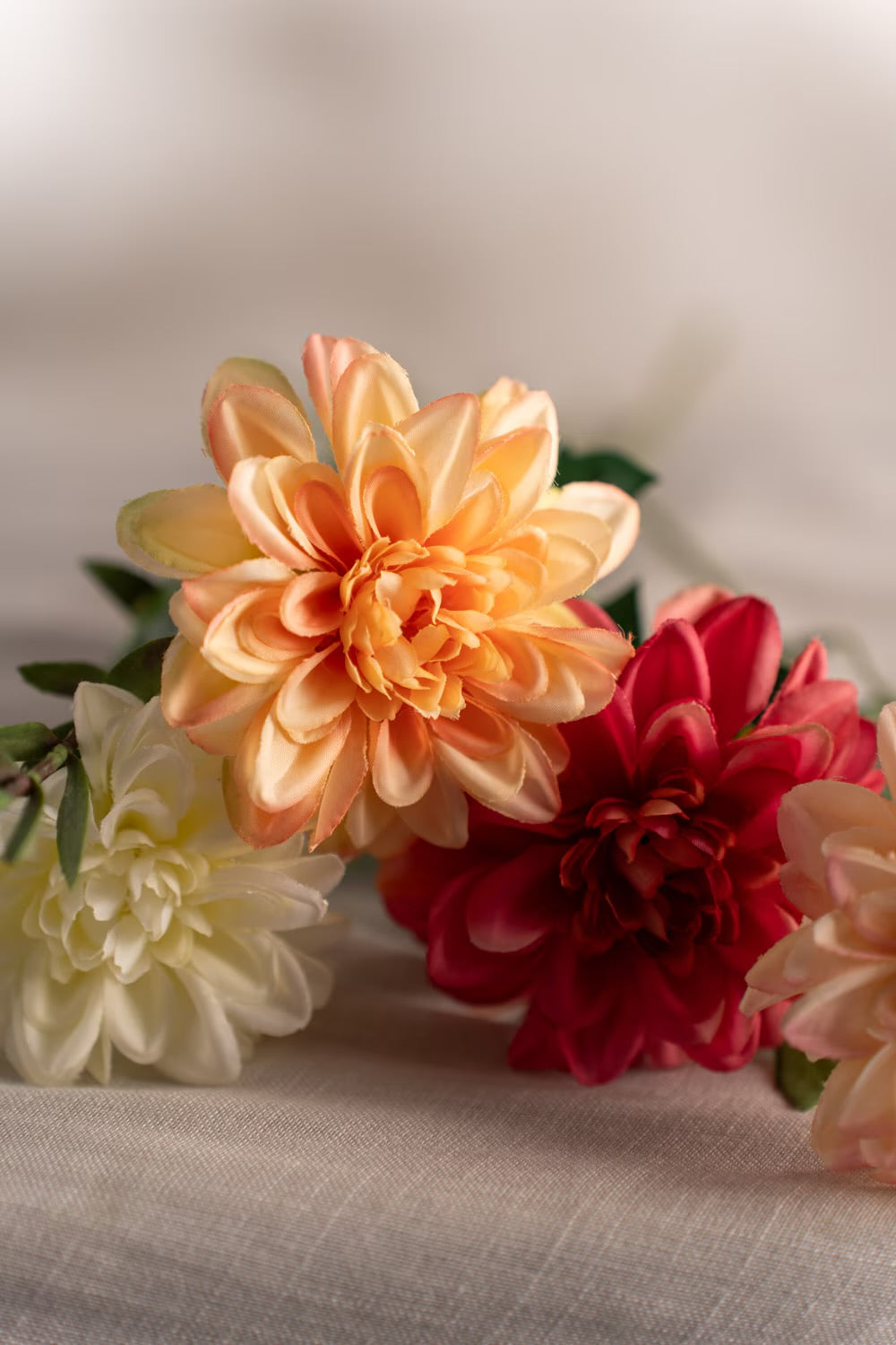Zinnia cream 45 cm