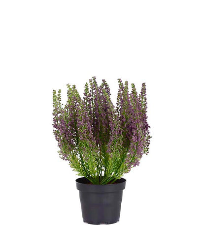 Potted heather purple 28 cm