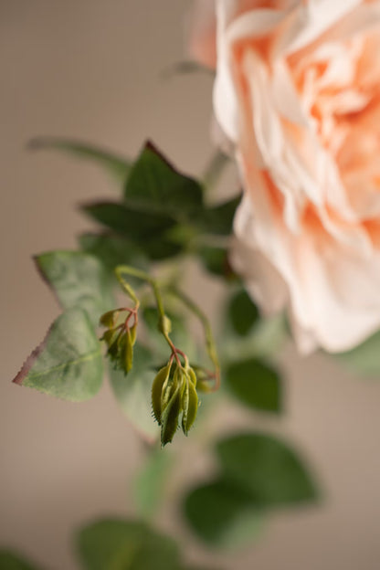 Rose fersken 90 cm