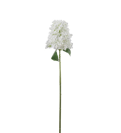 Hydrangea paniculata white 84 cm