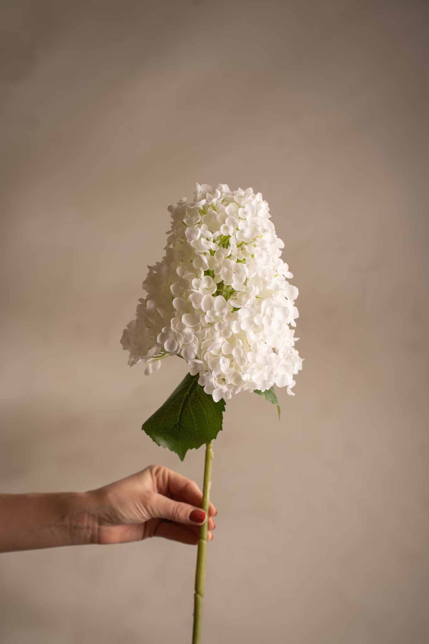 Hydrangea paniculata white 84 cm