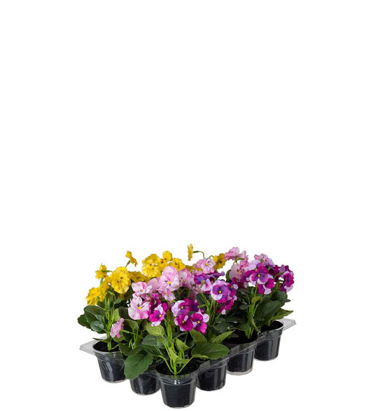 Stemorblomst i potte 15 cm