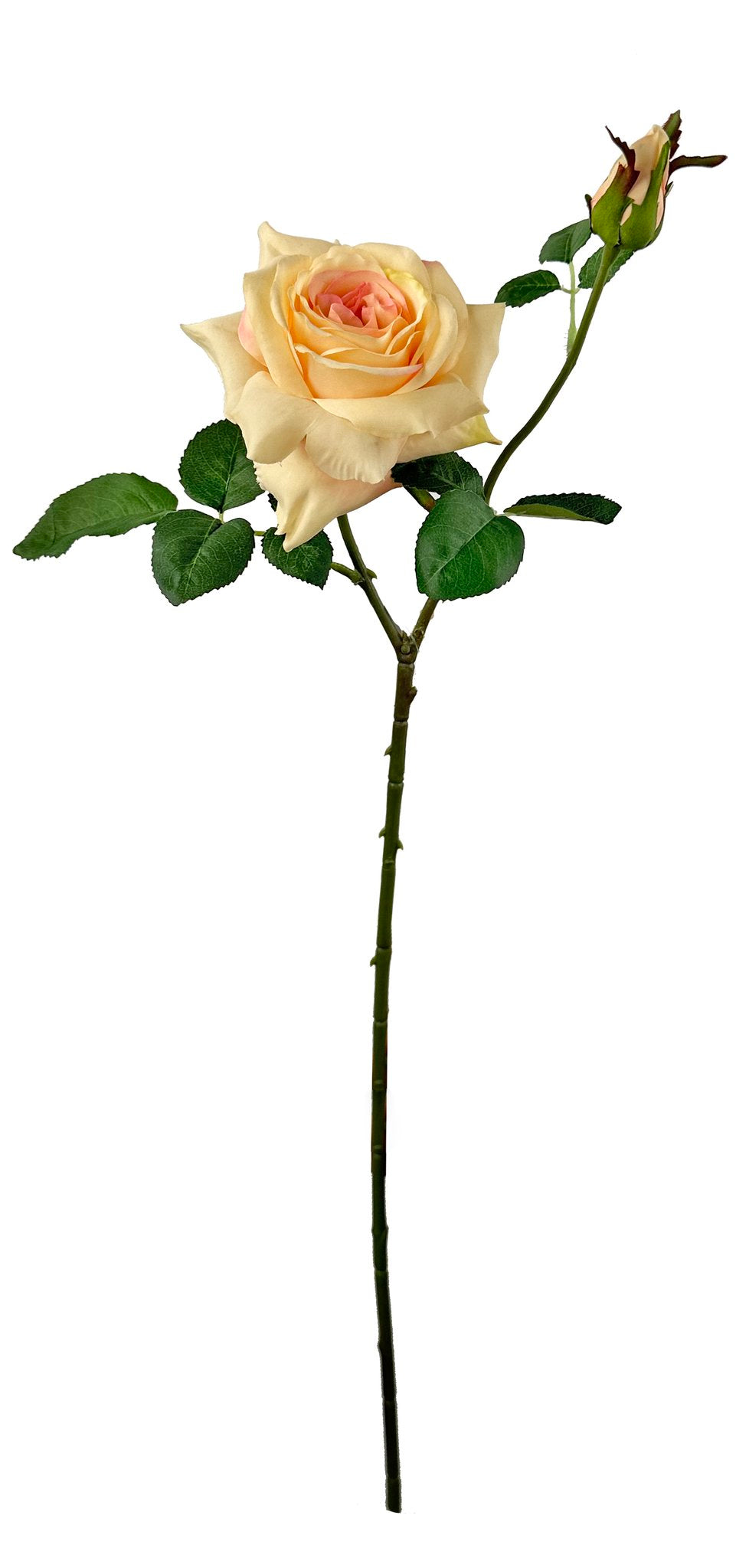 Garden rose peach 66 cm