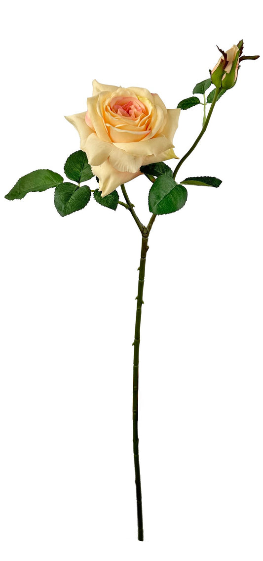 Garden rose peach 66 cm