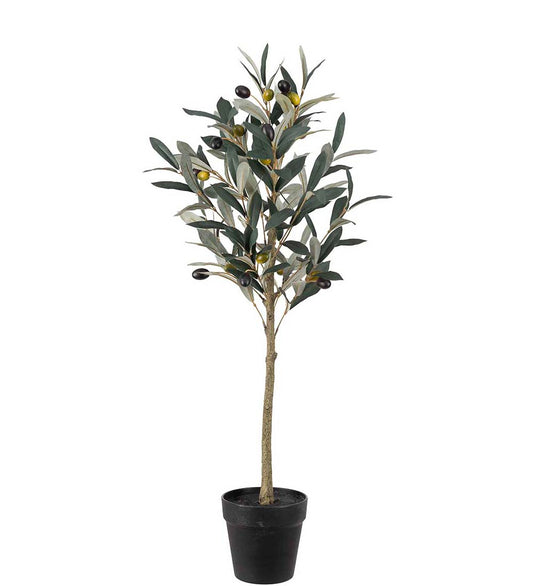 Oliventre i potte 75 cm