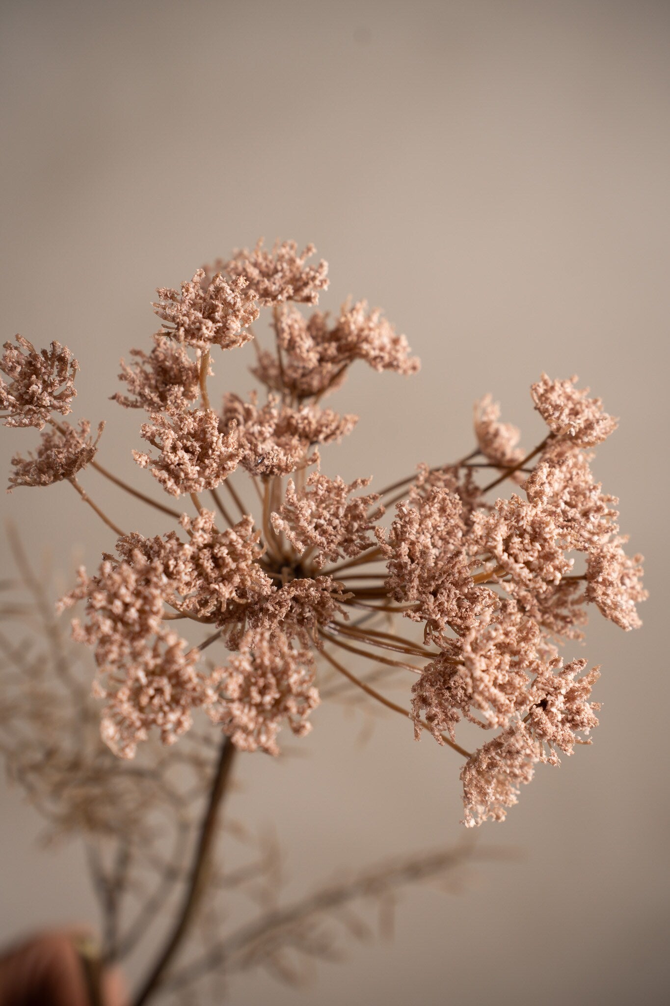Wild Carrot pink 70 cm