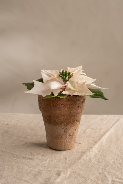 Julestjerne Lys Rosa i potte 10 cm