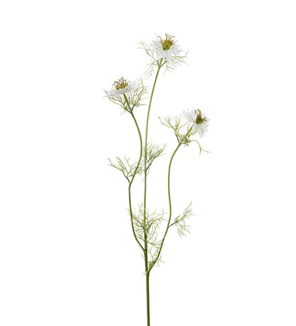 Nigella hvit 63 cm