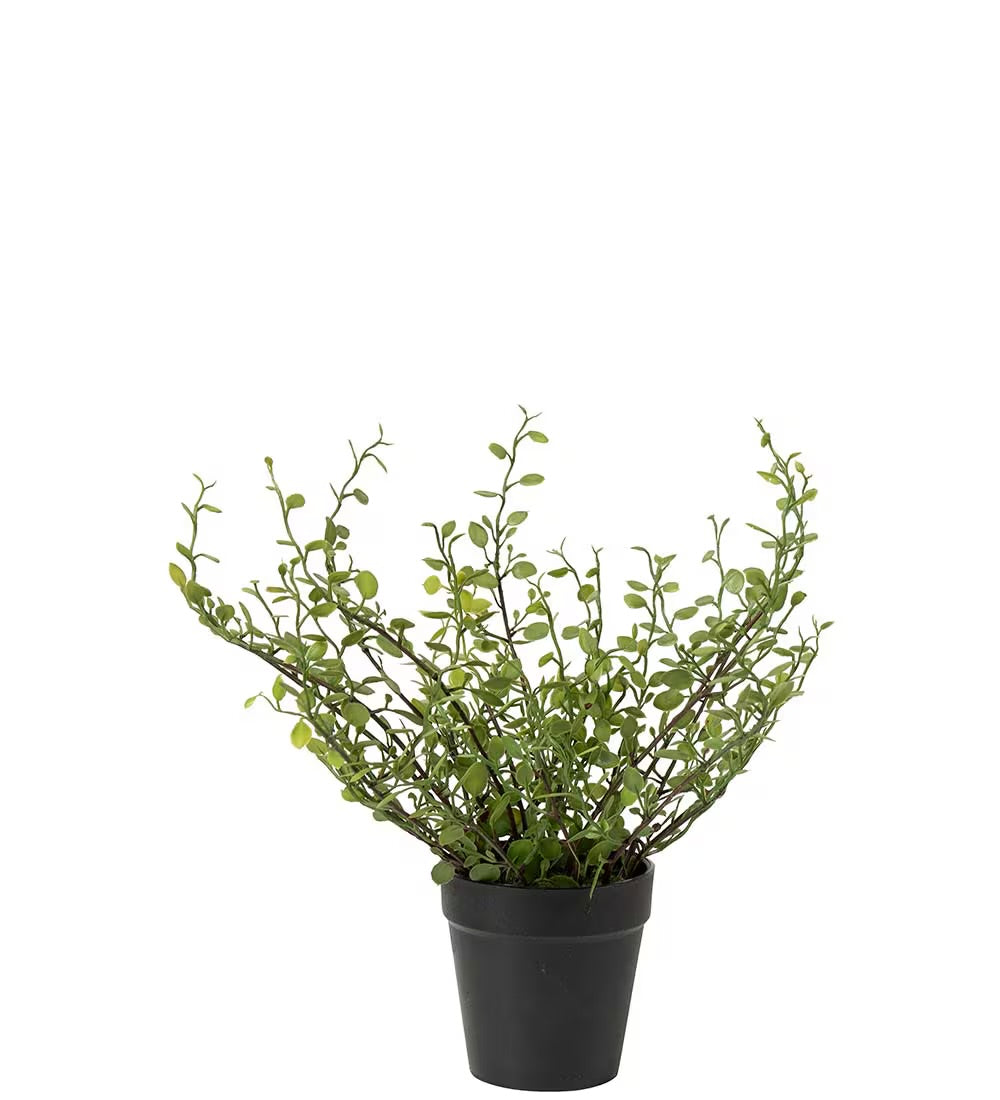 Muehlenbeckia in pot 25 cm