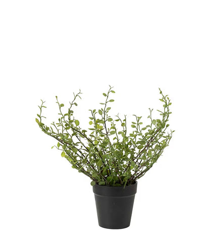 Muehlenbeckia in pot 25 cm