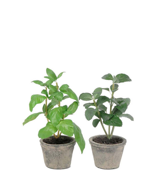 Krydderplante i potte 20 cm