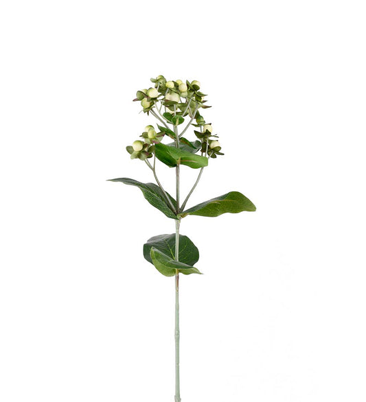 Johannesurt 68 cm