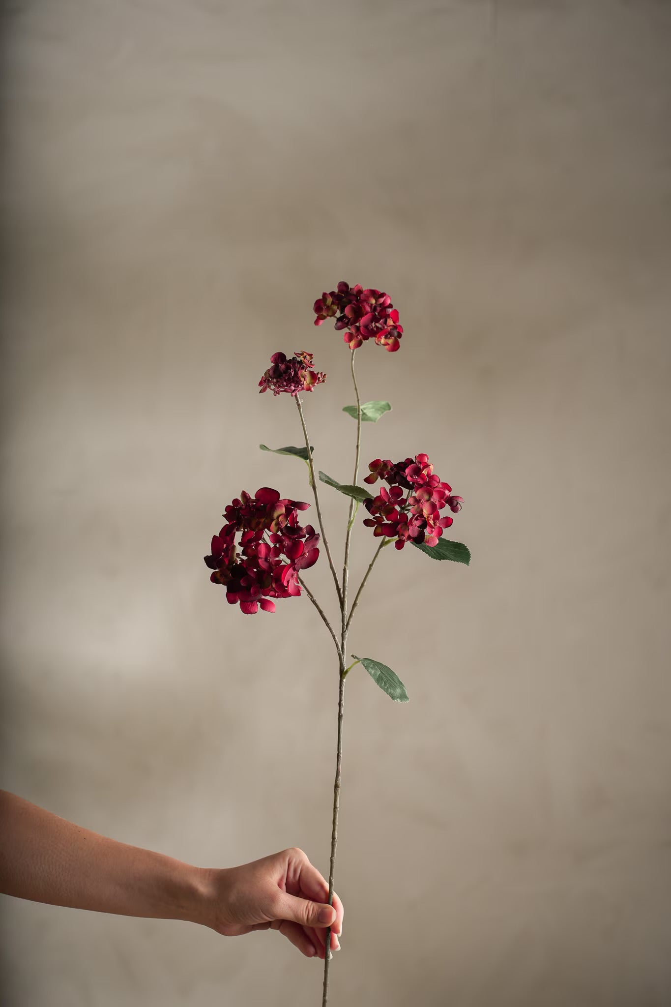 Hortensia rød 80 cm