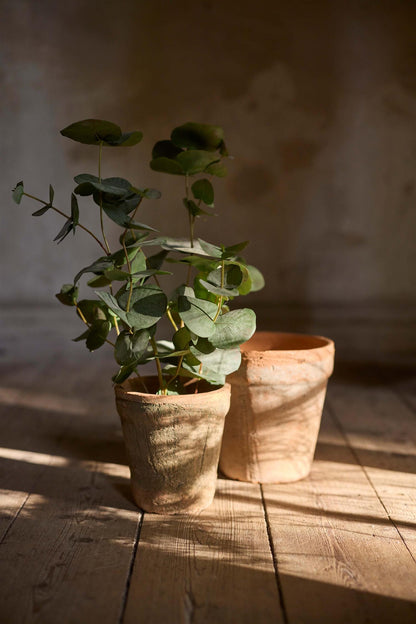 Eucalyptus i potte 55 cm