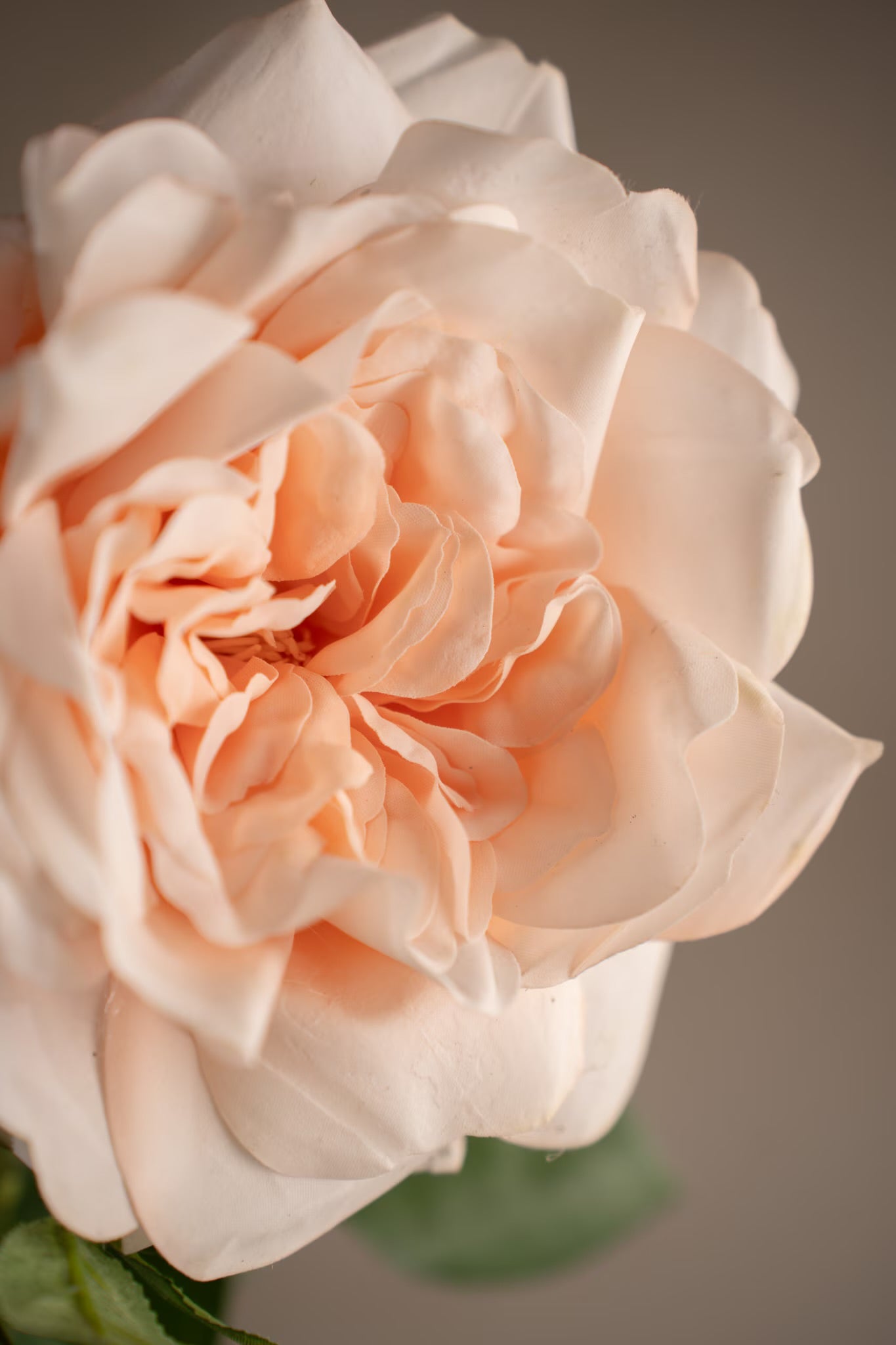 Rose fersken 90 cm