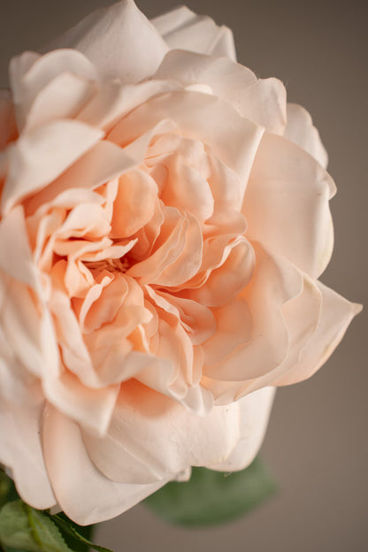 Rose fersken 90 cm