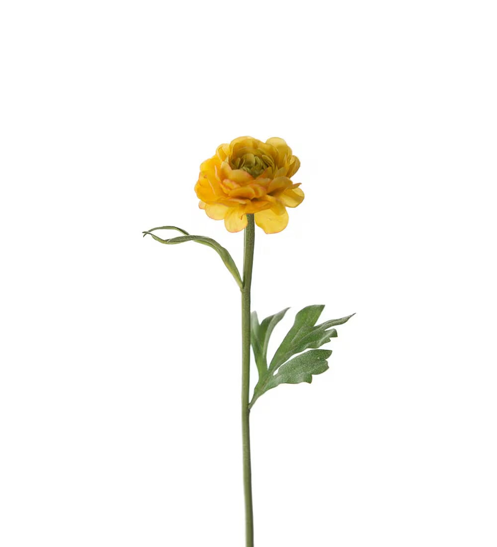 Ranunculus yellow 35 cm