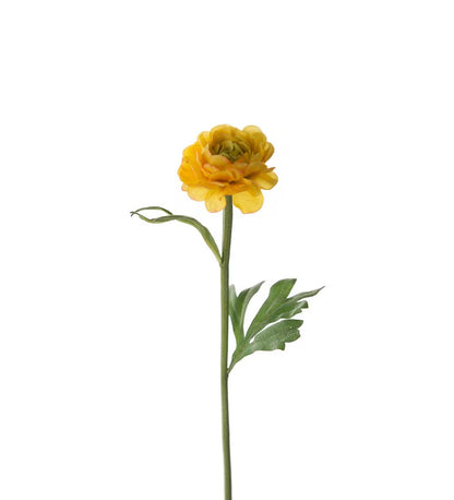 Ranunculus yellow 35 cm