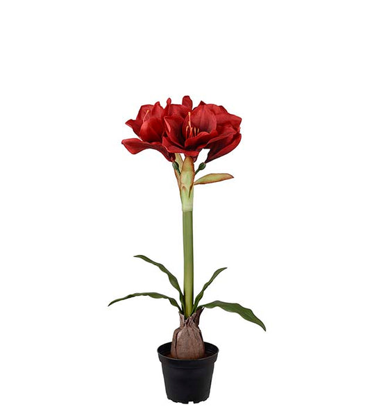 Amaryllis rød i potte 50 cm