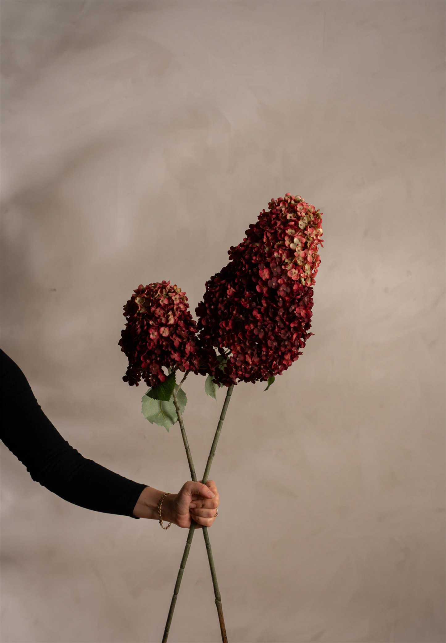 Panicle Hydrangea burgundy 84 cm