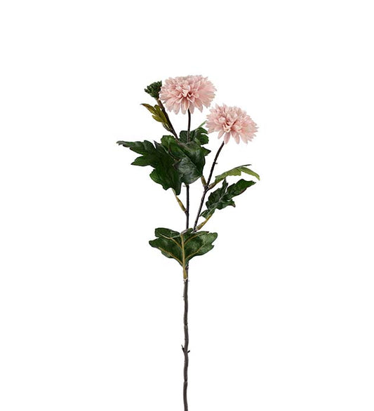 Chrysanthemum rosa 53 cm