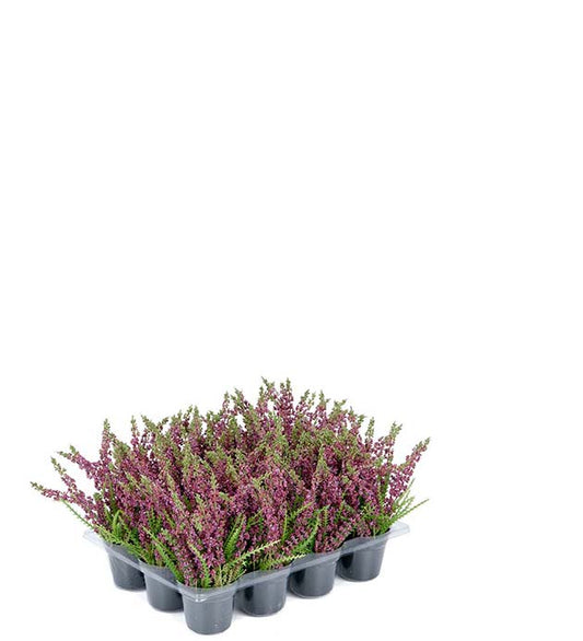Lyng rød i potte 18 cm