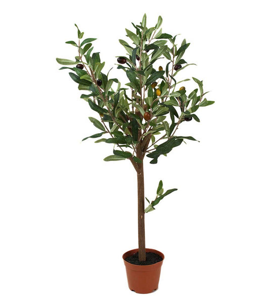 Oliventre i potte 60 cm