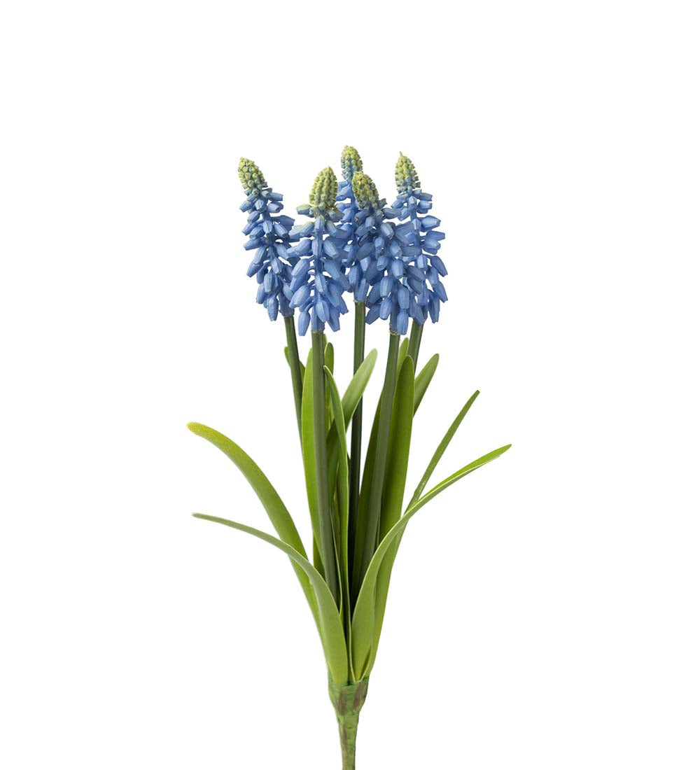 Grape hyacinth blue 30 cm