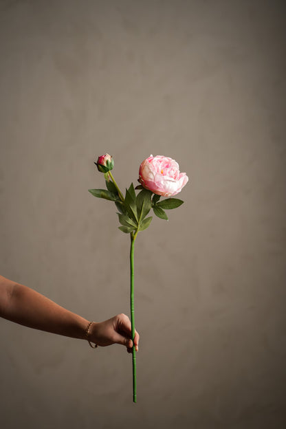 Pion lys rosa 58 cm