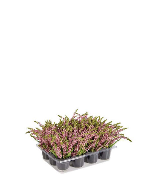 Lyng rosa i potte 18 cm