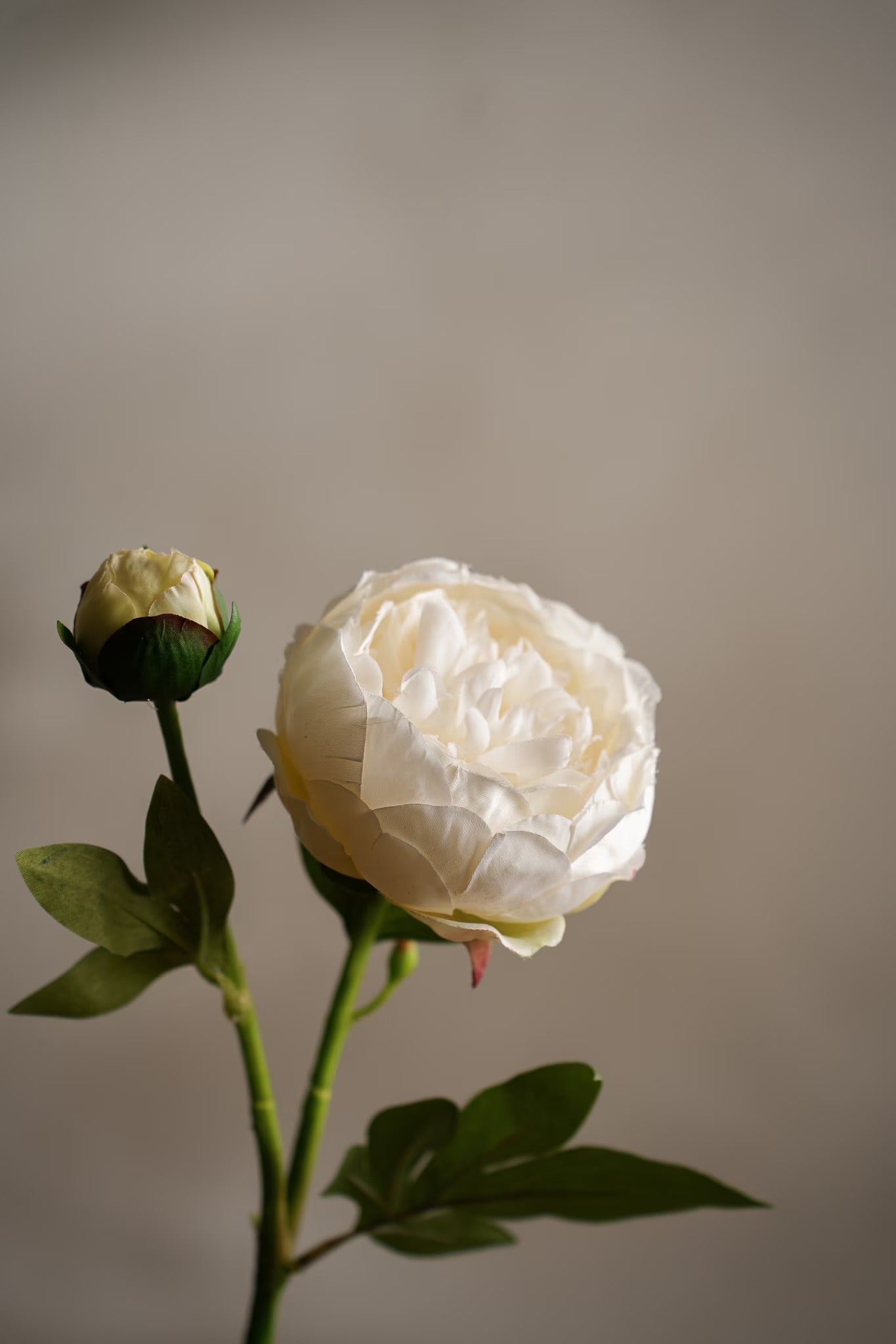 Pion hvit 58 cm
