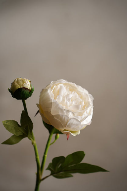 Pion hvit 58 cm