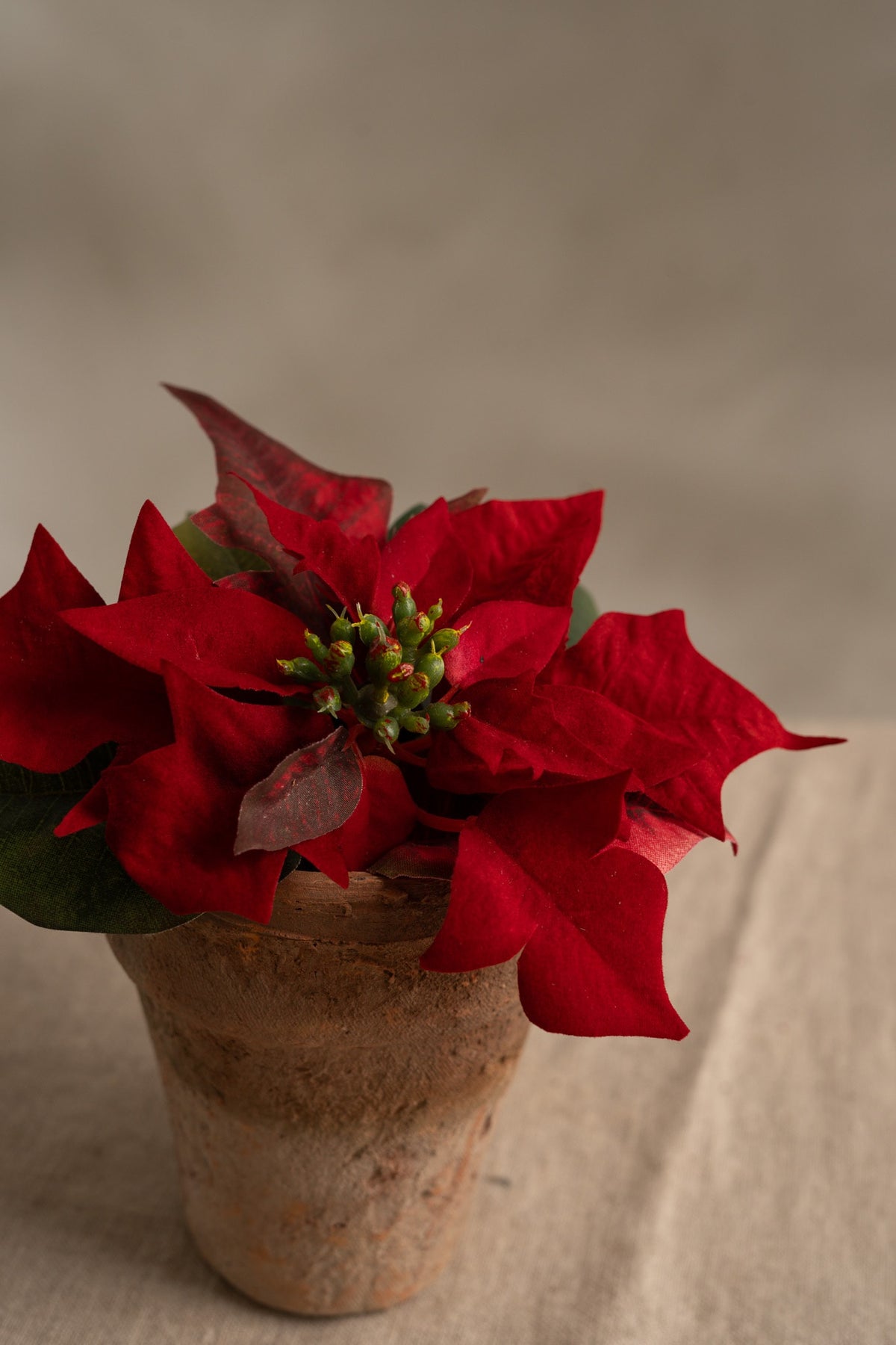 Poinsettia red in pot 10 cm