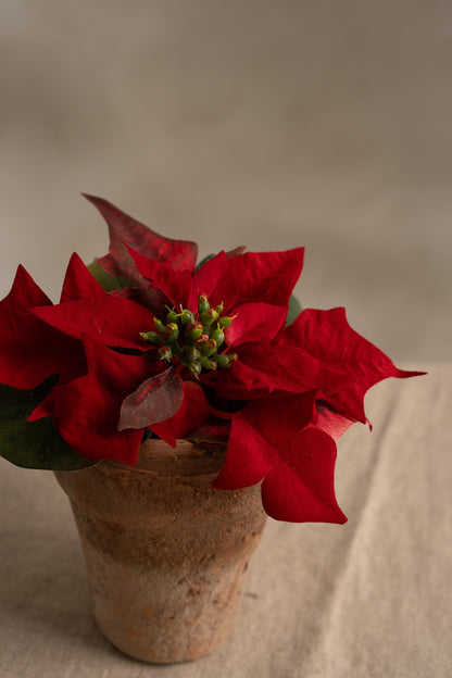 Poinsettia red in pot 10 cm