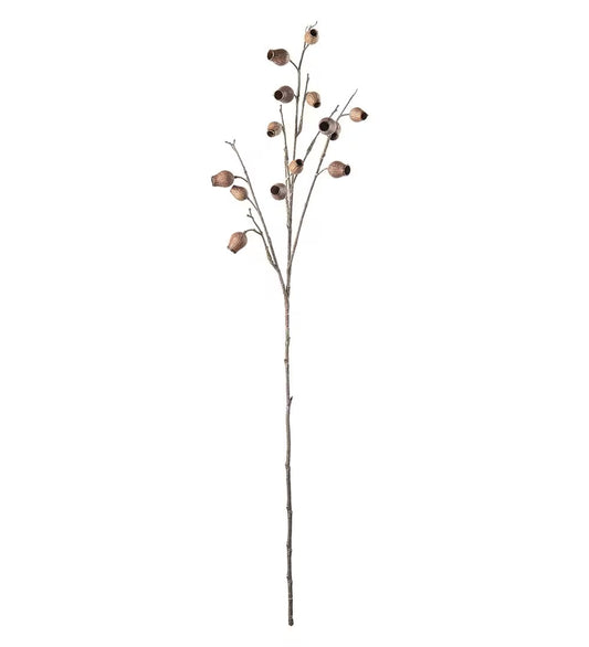 Frøkapsel brun 60 cm