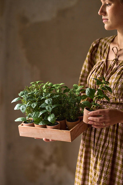Potted spice plant 22 cm