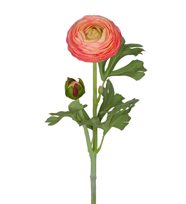 Ranunkel fersken rosa 50 cm