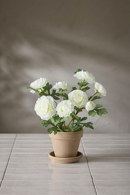 Ranunculus in pot 30 cm