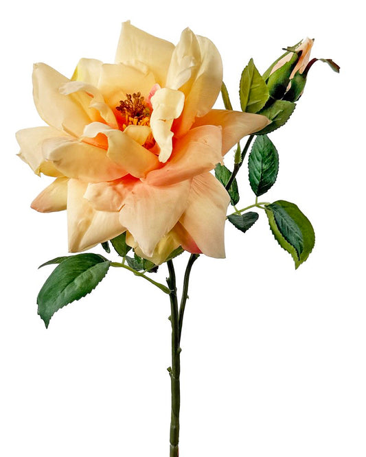 Garden rose peach 66cm