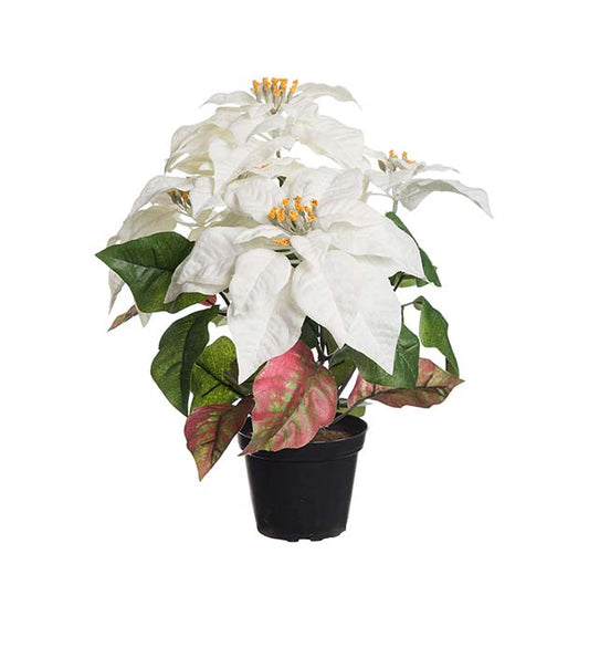 Julestjerne hvit i potte 38 cm