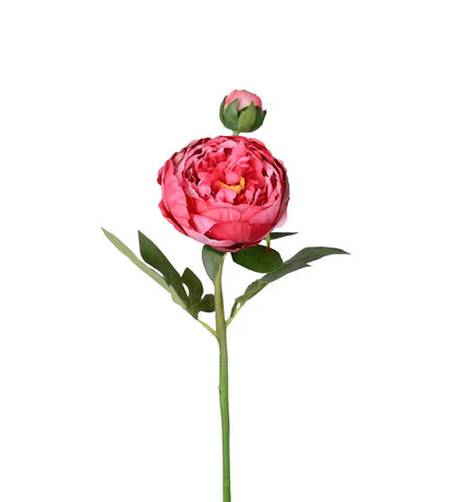 Peon fuchsia rosa 58 cm