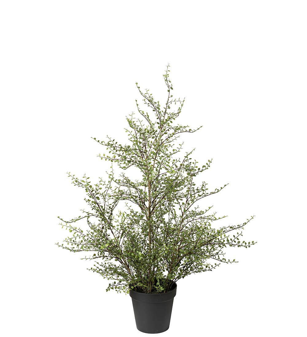 Muehlenbeckia i potte 120 cm