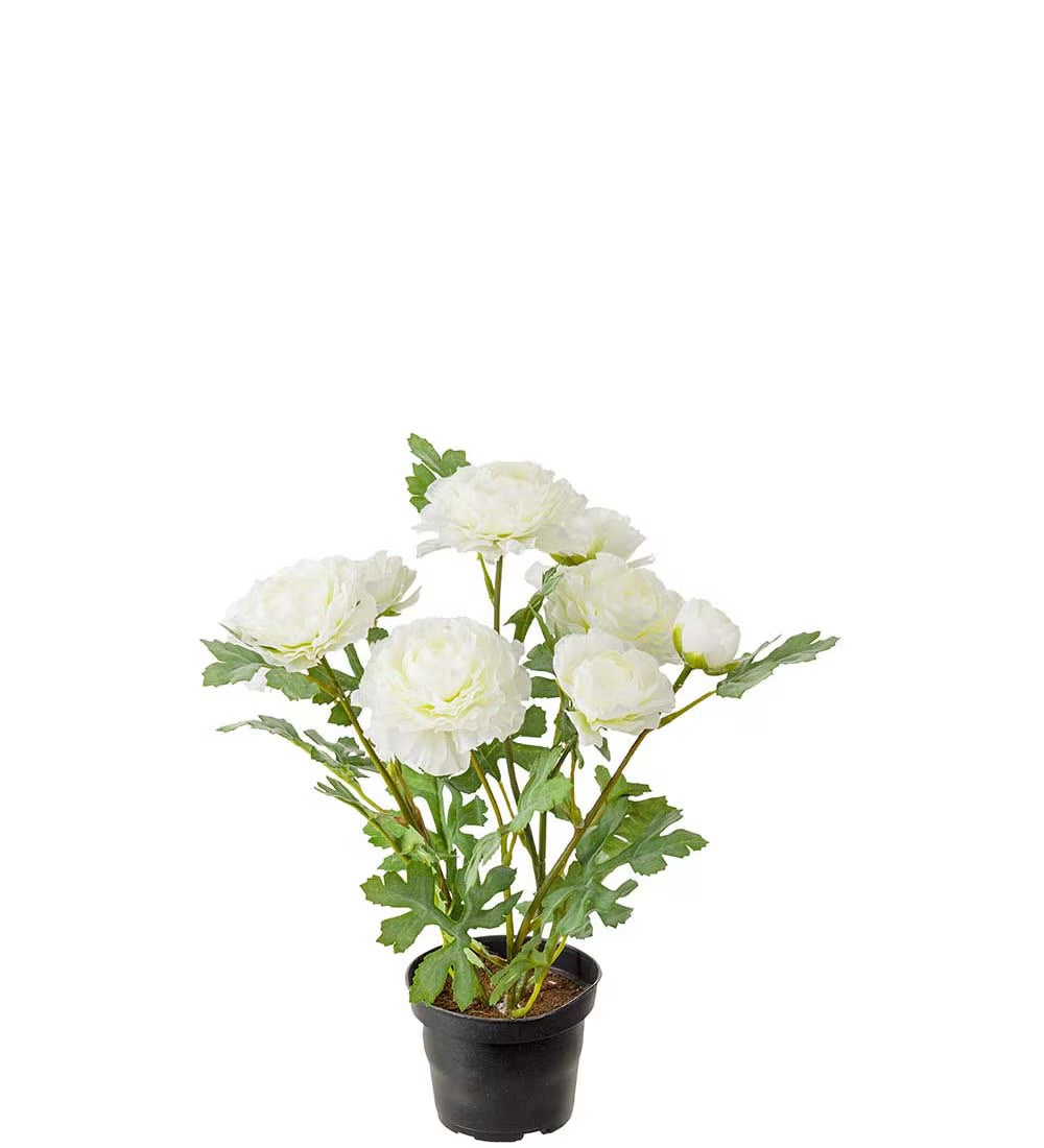 Ranunculus in pot 30 cm