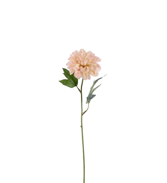 Zinnia rosa 45 cm