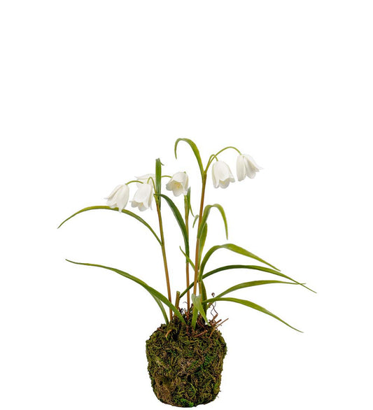Fritillaria hvit 25 cm