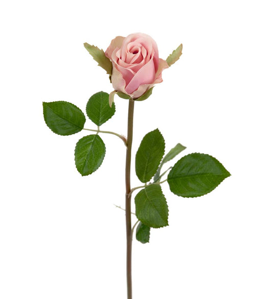 Rose lys rosa 50 cm
