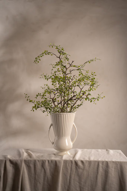 Muehlenbeckia in a pot 70 cm