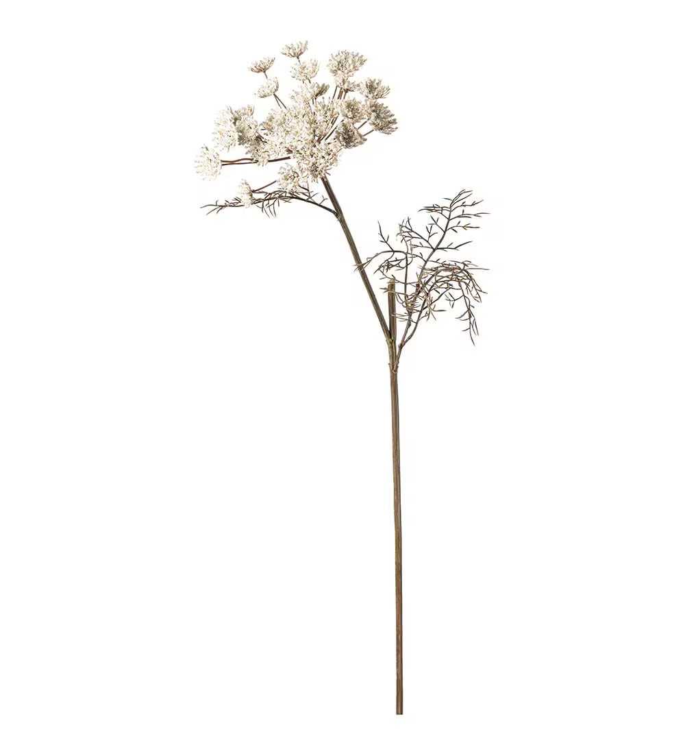 Vildmorot krem 70 cm